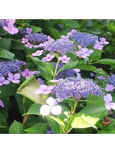 PURITY - らんの女の子ブログ画像