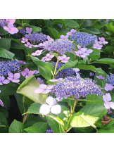 PURITY - らんの女の子ブログ画像