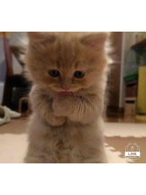 PURITY - らんの女の子ブログ画像