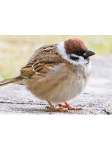 PURITY - らんの女の子ブログ画像