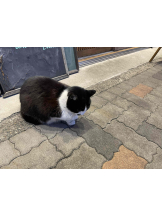 PURITY - らんの女の子ブログ画像