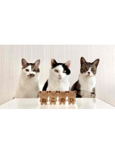 PURITY - らんの女の子ブログ画像