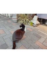 PURITY - らんの女の子ブログ画像