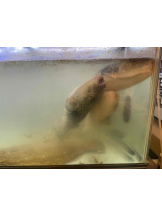 PURITY - らんの女の子ブログ画像