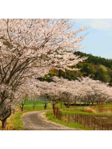 PURITY - らんの女の子ブログ画像