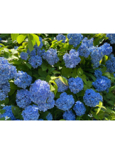 PURITY - らんの女の子ブログ画像