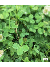 PURITY - らんの女の子ブログ画像