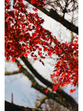 PURITY - らんの女の子ブログ画像