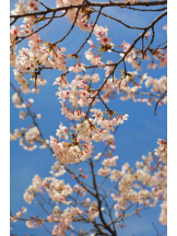 PURITY - らんの女の子ブログ画像