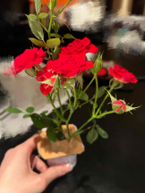 PURITY - らんの女の子ブログ画像