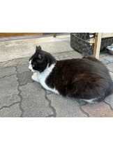 PURITY - らんの女の子ブログ画像