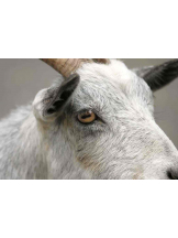 PURITY - らんの女の子ブログ画像