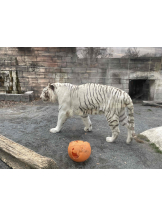 PURITY - らんの女の子ブログ画像