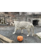 PURITY - らんの女の子ブログ画像