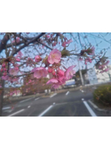 PURITY - らんの女の子ブログ画像