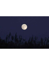 PURITY - らんの女の子ブログ画像