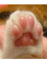 PURITY - らんの女の子ブログ画像