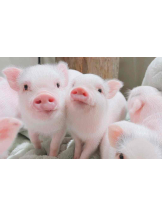 PURITY - らんの女の子ブログ画像