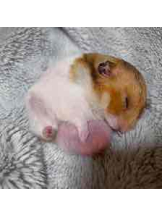 PURITY - らんの女の子ブログ画像