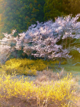 PURITY - らんの女の子ブログ画像