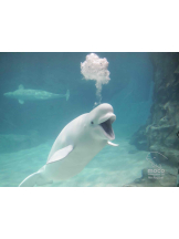 PURITY - らんの女の子ブログ画像