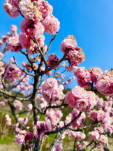 PURITY - らんの女の子ブログ画像