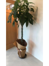 PURITY - セリーヌの女の子ブログ画像