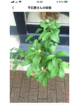 PURITY - セリーヌの女の子ブログ画像