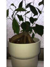 PURITY - セリーヌの女の子ブログ画像