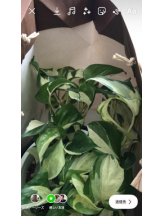 PURITY - セリーヌの女の子ブログ画像