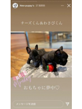 PURITY - セリーヌの女の子ブログ画像