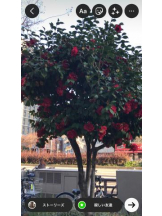 PURITY - セリーヌの女の子ブログ画像