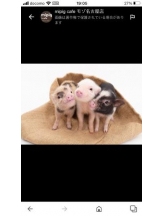 PURITY - セリーヌの女の子ブログ画像