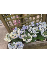 PURITY - セリーヌの女の子ブログ画像