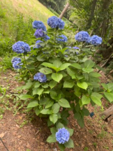 PURITY - セリーヌの女の子ブログ画像