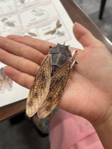 PURITY - セリーヌの女の子ブログ画像