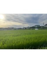 PURITY - セリーヌの女の子ブログ画像