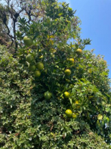 PURITY - セリーヌの女の子ブログ画像