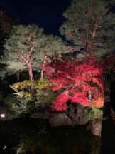 PURITY - セリーヌの女の子ブログ画像