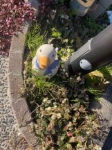 PURITY - セリーヌの女の子ブログ画像