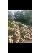 PURITY - セリーヌの女の子ブログ画像