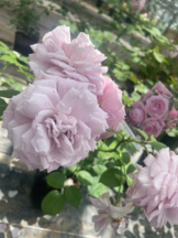 PURITY - セリーヌの女の子ブログ画像