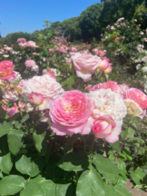 PURITY - セリーヌの女の子ブログ画像