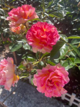 PURITY - セリーヌの女の子ブログ画像