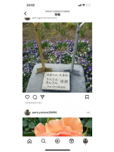 PURITY - セリーヌの女の子ブログ画像