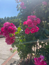 PURITY - セリーヌの女の子ブログ画像