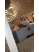 PURITY - セリーヌの女の子ブログ画像