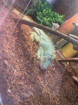 PURITY - セリーヌの女の子ブログ画像