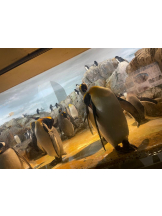 PURITY - セリーヌの女の子ブログ画像