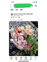 PURITY - セリーヌの女の子ブログ画像